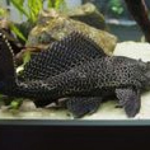 Vend Pléco • Hypostomus plecostomus