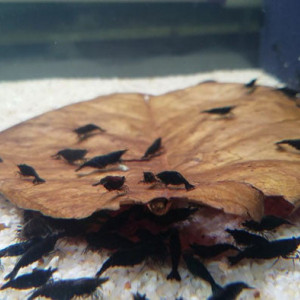 Neocaridina Crevette Black Rose - 11 crevettes