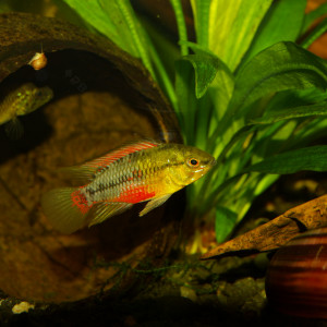 Apistogramma hongsloi