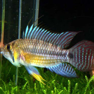 Apistogramma juruensis