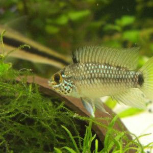 Apistogramma linkei