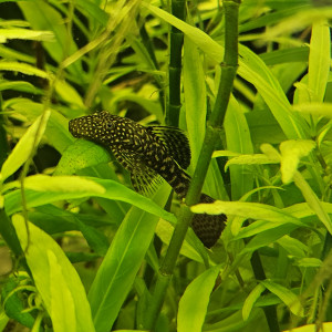 Vends / Echanges 3 Ancistrus ( 6-7 cm)