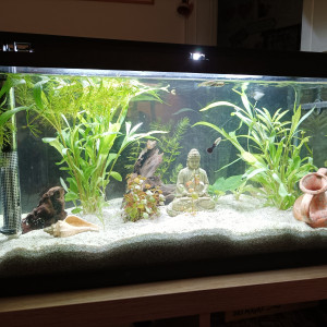 Aqua 60l de guillaume