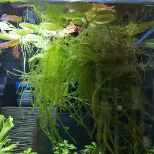 Publication de Hartur