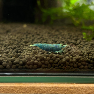 11. Deep blue bolt classée