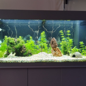 Juwel Rio 180 LED
