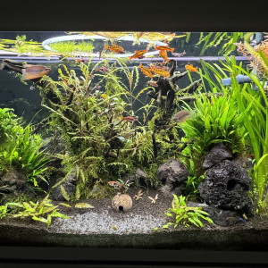 Publication de Rasbora34