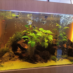 Publication de Pleco