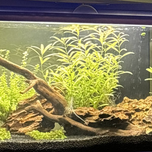 Biotope Asie