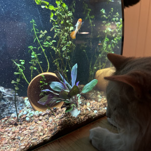 Fluval flex 10