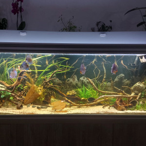 Aquarium amazonien communautaire