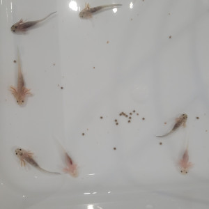 axolotl