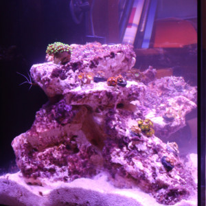 Mon1er RedSea Peninsula