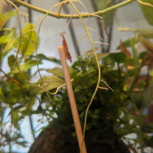 Crevette red cherry