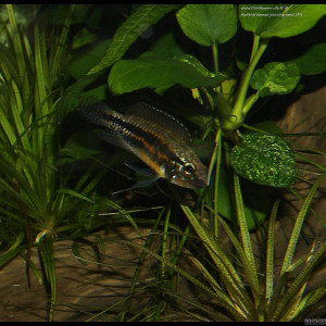 Apistogramma paucisquamis