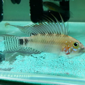 Apistogramma personata