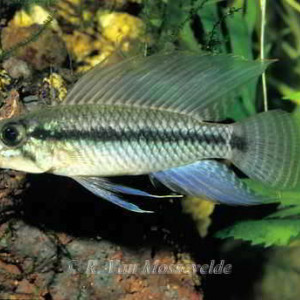 Apistogramma pertensis