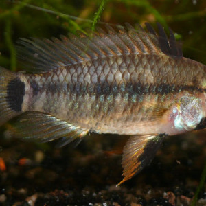 Apistogramma regani