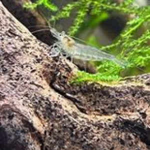 Crevettes malawa