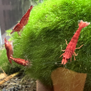 Crevettes Red Cherry - Lot de 10  = 20€