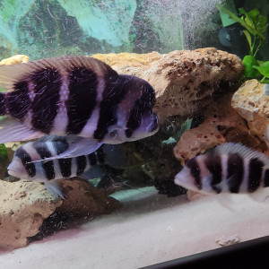 Cyphotilapia Frontosa