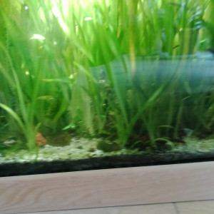 Vallisneria Gigantea