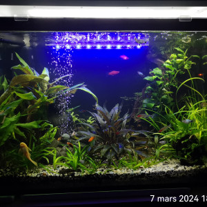 Platy mix