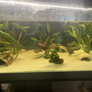 Axolotl 2