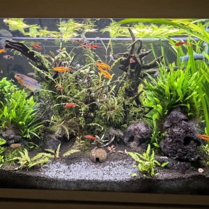 Publication de Rasbora34