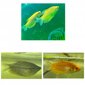 Barbus crayon, requins, gouramis, héros
