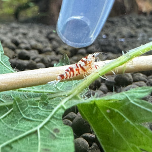Spe crevettes
