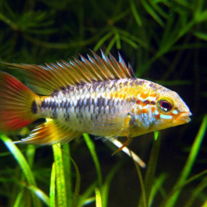 Apistogramma viejita