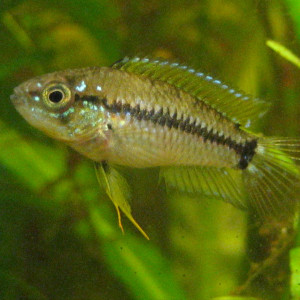 Apistogrammoides pucallpaensis pucallpaensis