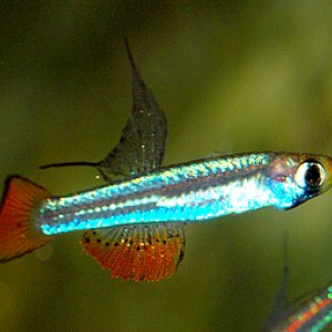 Aplocheilichthys brichardi