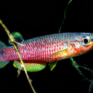 Aplocheilus panchax