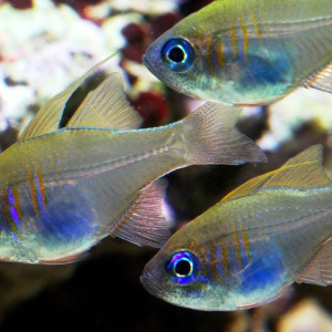 Apogon leptacanthus