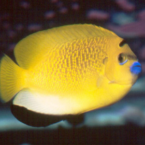 Apolemichthys trimaculatus
