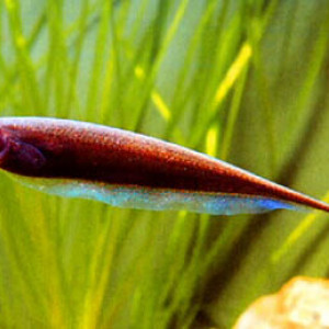 Apteronotus leptorhynchus