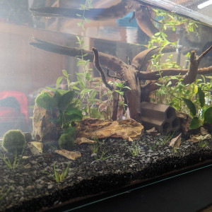 54L crevette Neocaridina