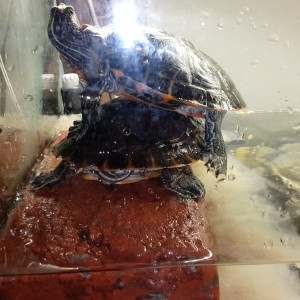 tortue de floride
