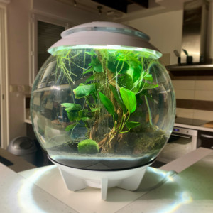 Biorb 30l