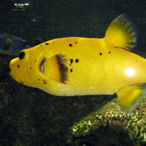 Arothron nigropunctatus