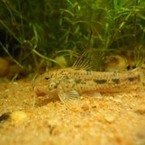 Aspidoras  fuscoguttatus