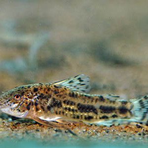 Aspidoras belenos