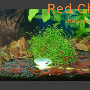 Red cherry crevettes