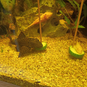 Publication de Pleco