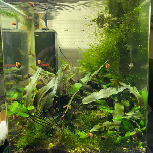 Nano Bac - Guppy endler