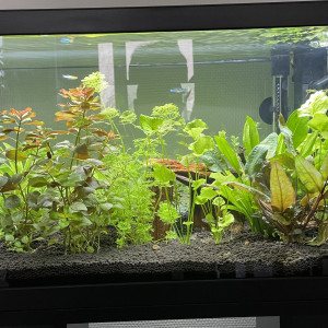 Aquarium Ciano 60 litres