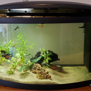 aquarium1