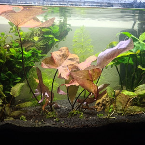 Aquarium salon